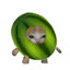 (melon cat)immortaliljiman