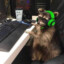 GamingCoon☯