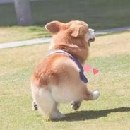 心劫说给影子听