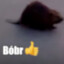 BOBER