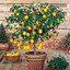 Lemon Tree