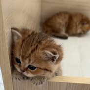 噶了给墓撬咯裘克君