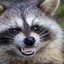 Racoon