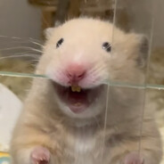 鱼鱼（小号版）