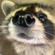 twashpanda