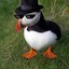 Mr.Puffins