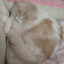 是不是有猫饼？