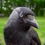 Corvus