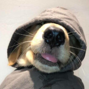 冻鱼战神高启盛