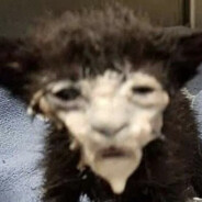 мисье фон барон