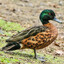 Chestnut Teal