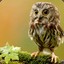 Little_Owl