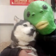 不爱吃蘑菇的马里奥