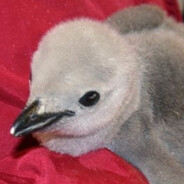 шмакодявка