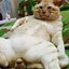 Catto