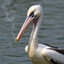 CigPelican