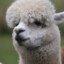 Alpaca