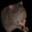 Saxophone Rat