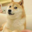 高洁のdoge