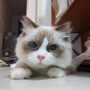 超级火热大蟑螂