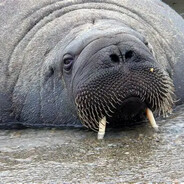 Walrus gaming