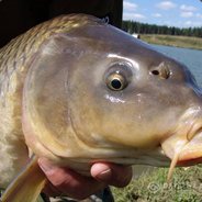 Kirpovich
