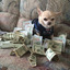 money dog classic™