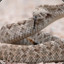 MrRattleSnake