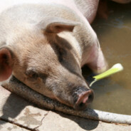 Mr.kal:]-swiniahalyna