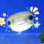 Cheerful Mr. Fish