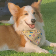 咕嘎嘎不会骂人