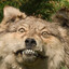 WolfBeer