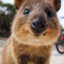 Quirky Quokka