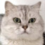 猫头少年