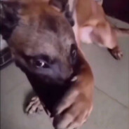 michal trabkaCASE.GIFT