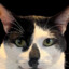 German cat