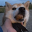 silly dog