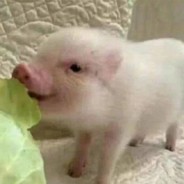 高端的马枪怪往往以队友的形式出现