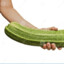 Zucchini