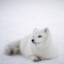 SnowFox