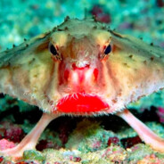 RÄÄÄÄK PÅ EN MÄÄÄÄK