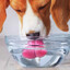 DogWater