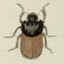 Onthophagus gibbulus