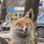 РЫЖАЯ ПЛУТОВКА