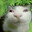 gato makonha skins