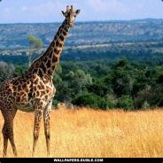 Wru_Wru - steam id 76561197961858309