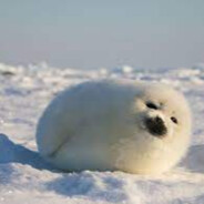 Seal's Avatar