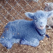lamb