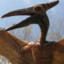 PTERODACTYLUS