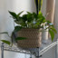 guinthegoldenpothos